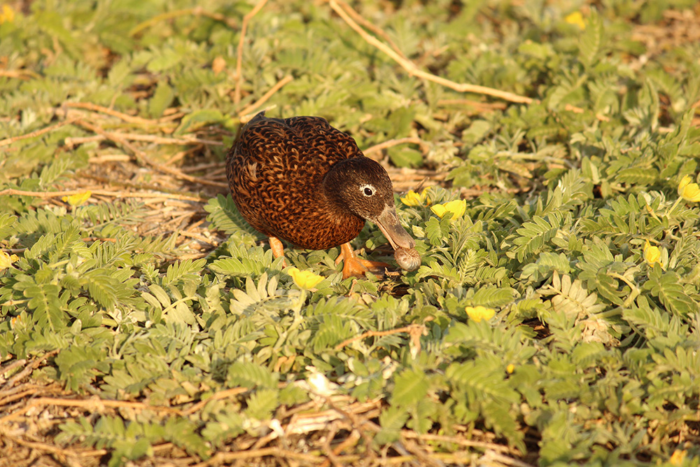 island-conservation-preventing-extinctions-midway-atoll-laysan-duck