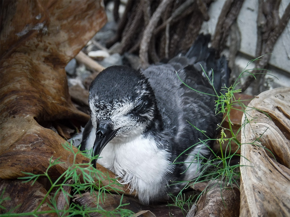 island-conservation-invasive-species-preventing-extinctions-midway-atoll-bonin-petrel-light-pollution