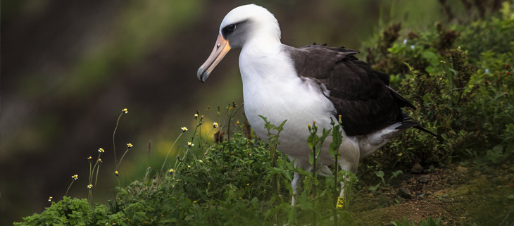 Island Conservation Celebrating World Albatross Day - Island Conservation