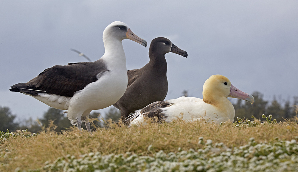 island-conservation-invasive-species-preventing-extinctions-albatross-species-midway-atoll