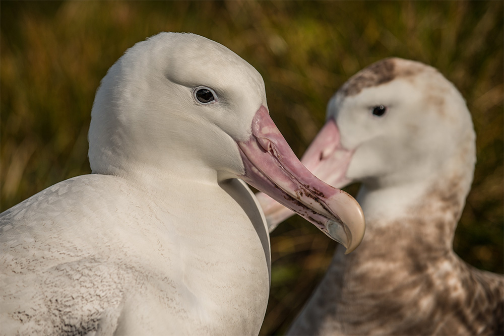 island-conservation-invasive-species-preventing-extinctions-tristan-albatross-gough-island