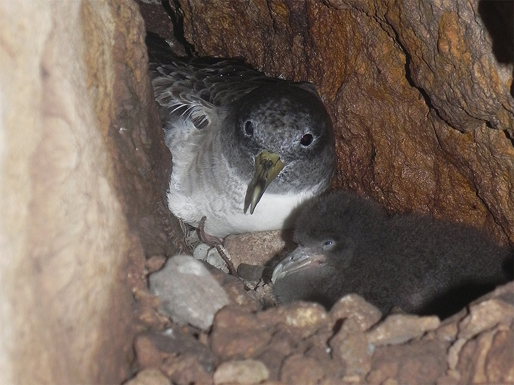 island-conservation-preventing-extinctions-ponderat-italy-ventotene-scopoli-shearwater