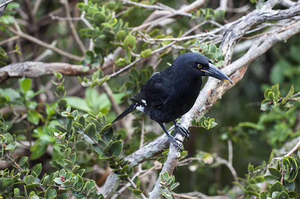 island-conservation-preventing-extinctions-lord-howe-currawong