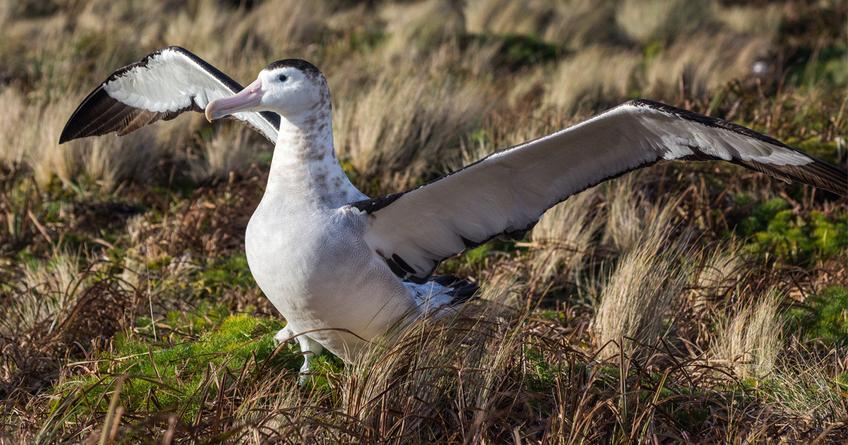 Island Conservation Mapping the Flight Path of Antipodean Albatross ...