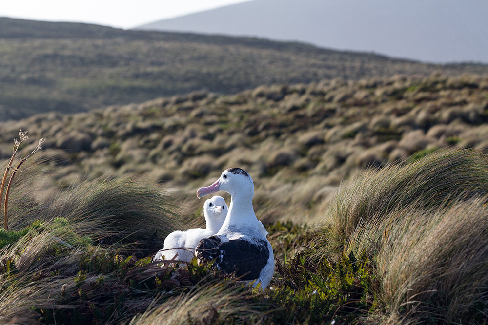 island-conservation-invasive-species-preventing-extinction-antipodean-albatross-nest-adult-chick-antipodes-island