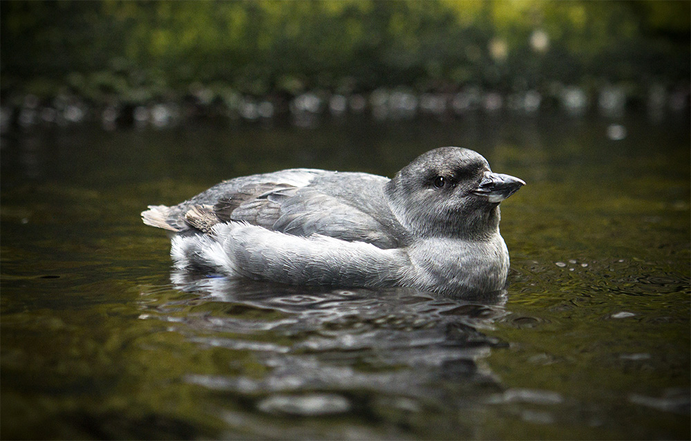 island-conservation-invasive-species-preventing-extinctions-migratory-bird-cassins-auklet