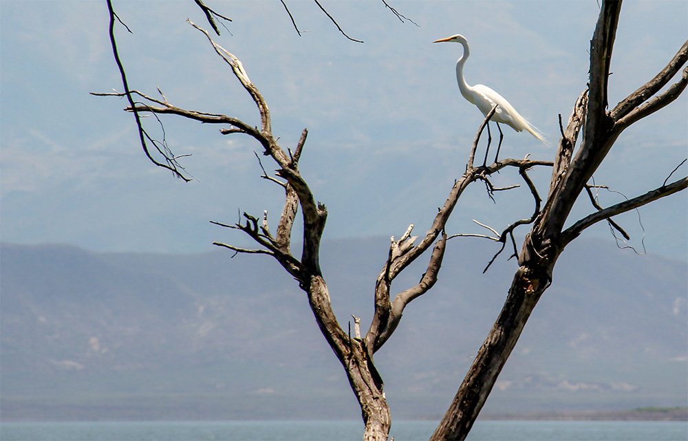 island-conservation-invasive-species-preventing-extinctions-migratory-bird-great-egret-cabritos-island