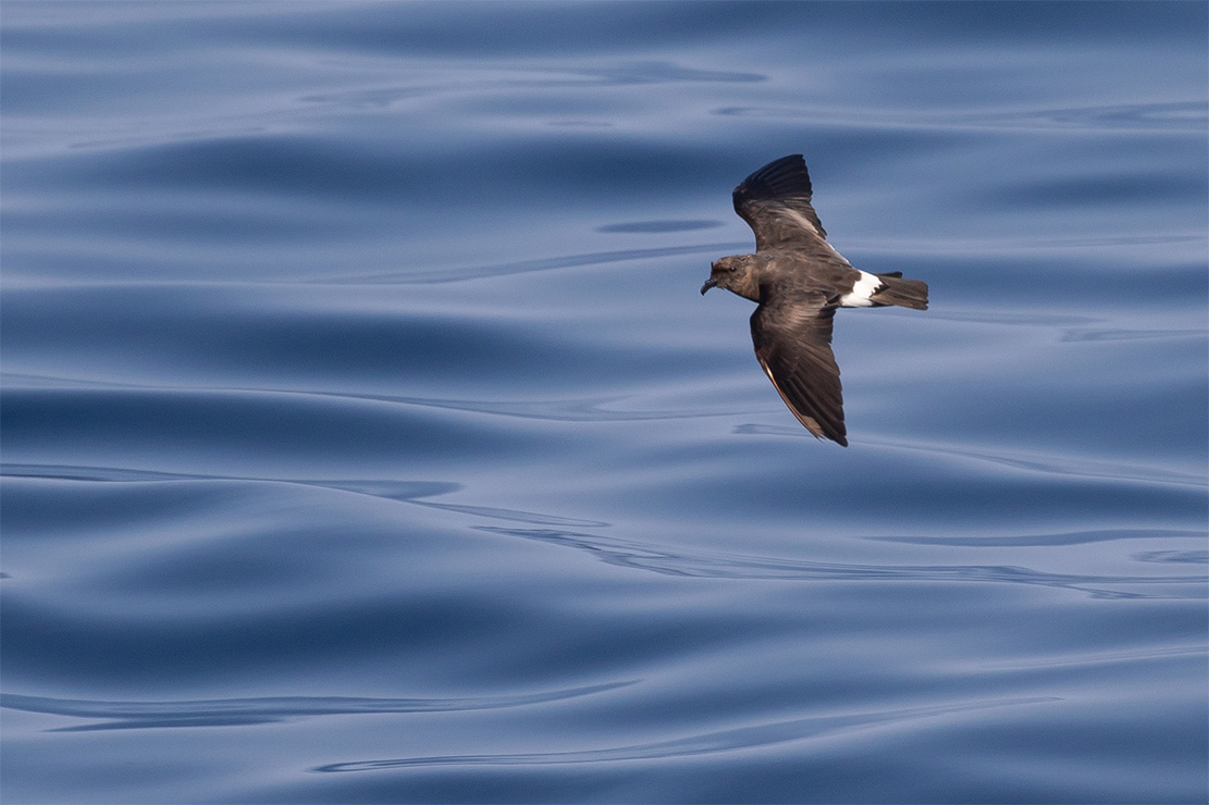 island-conservation-invasive-species-preventing-extinction-band-rumped-storm-petrel