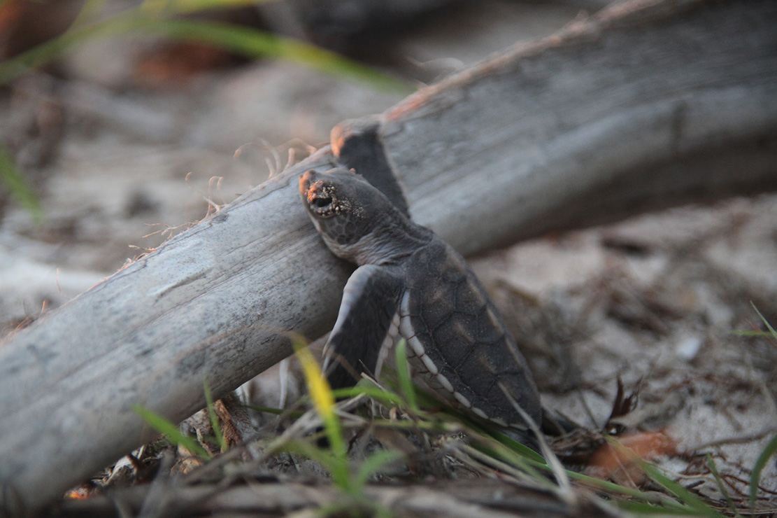 island-conservation-invasive-species-preventing-extinction-green-sea-turtle-tetiaroa-atoll-tetiaroa-society-carol-raydon