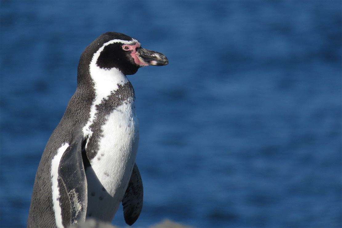 island-conservation-invasive-species-preventing-extinction-humboldt-penguin-pajaros-uno