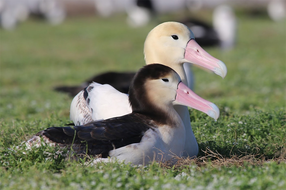 island-conservation-invasive-species-preventing-extinctions-midway-atoll-short-tailed-albatross-pair