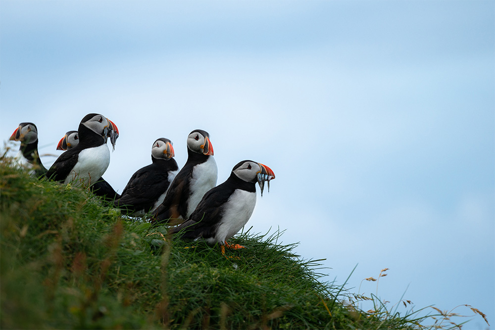 island-conservation-invasive-species-preventing-extinctions-puffins-nutrients-guano