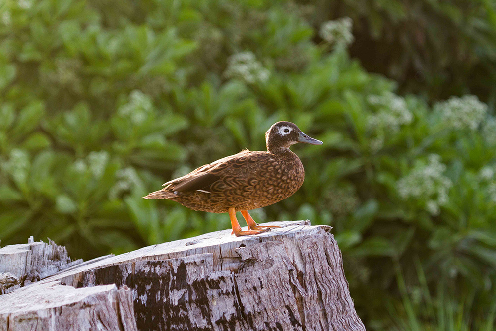 island-conservation-preventing-extinctions-invasive-species-removal-midway-atoll-critically-endangered-laysan-duck-living-planet-report