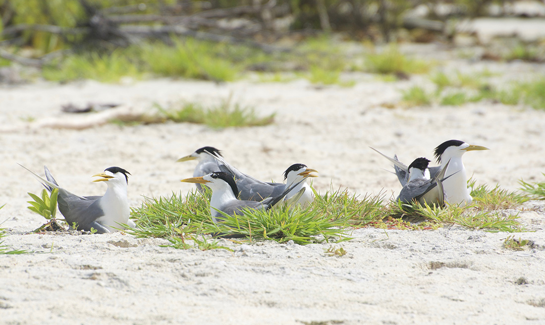 island-conservation-invasive-species-preventing-extinctions-tetiaroa-atoll-seabird-birds-to-reef-campaign