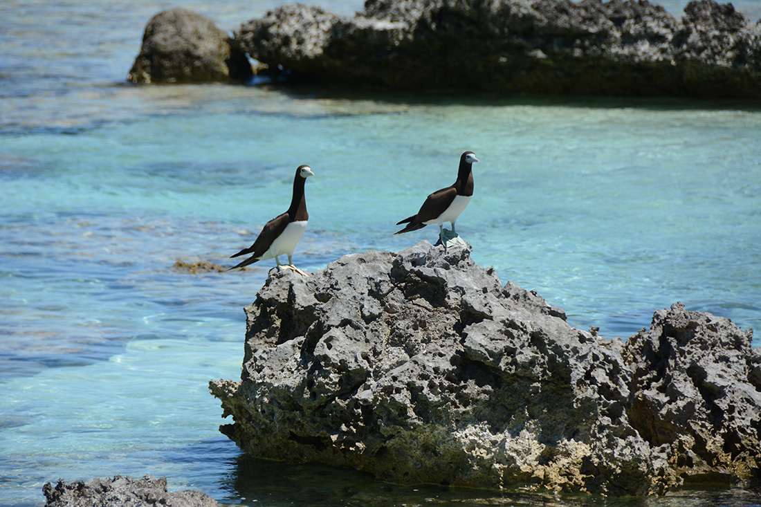 island conservation tetiaroa atoll seabird conservation marine health seabirds perched rocky lagoon