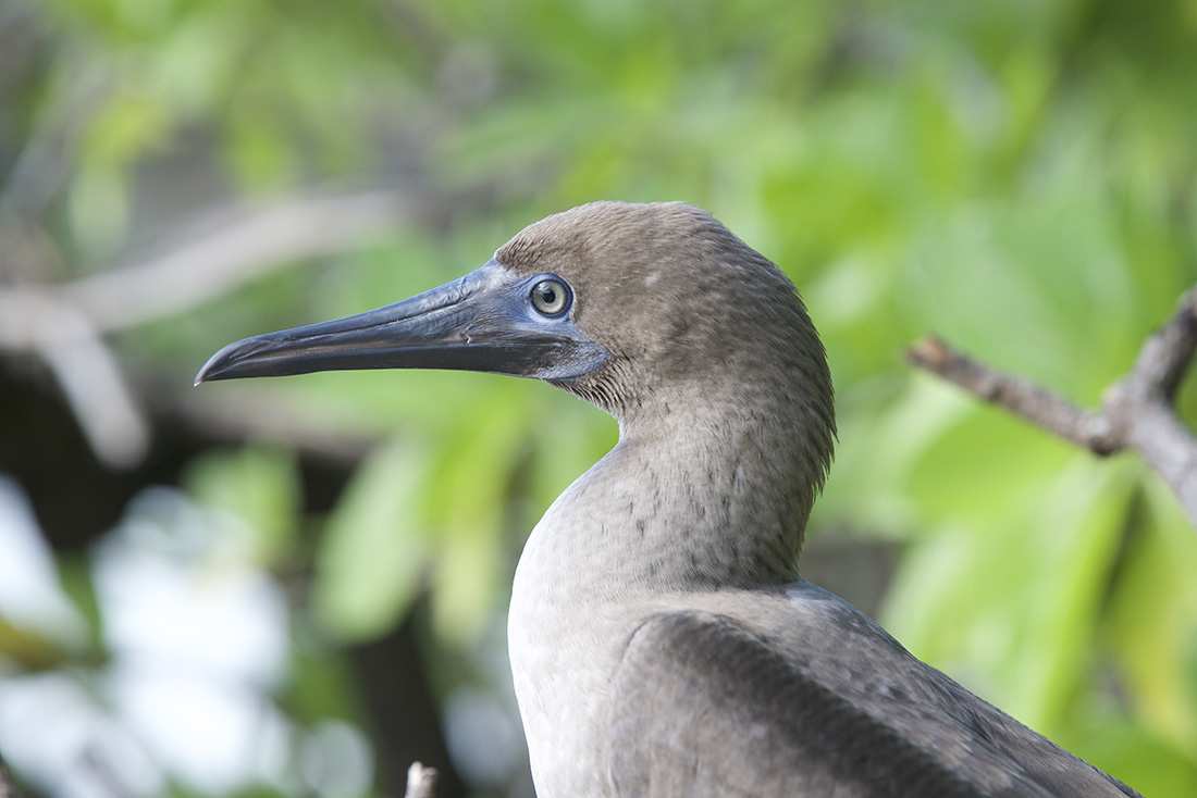 island-conservation-tetiaroa-society-birds-to-reef-campaign-tetiaora-atoll-seabird-coral-reef-restoration