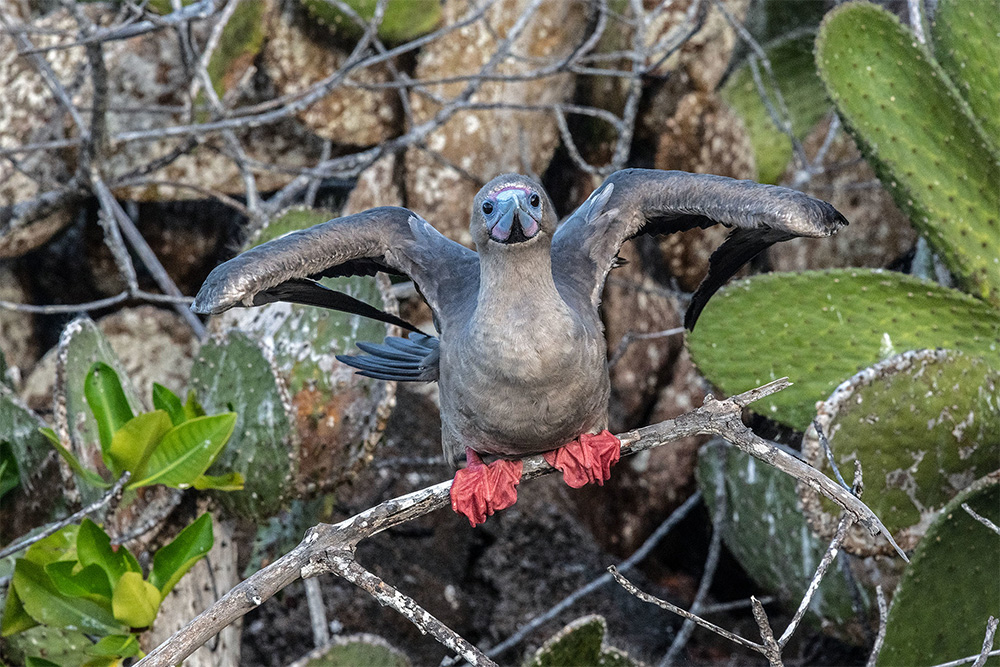 island-conservation-invasive-species-preventing-extinctions-palmyra-atoll-red-footed-booby-atlas-obscura-coconut-palm-removal