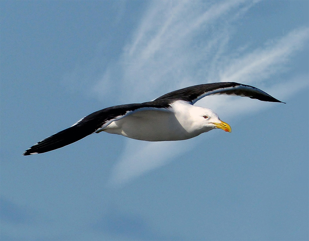 island-conservation-invasive-species-preventing-extinctions-mercury-islands-new-zealand-southern-black-backed-gull