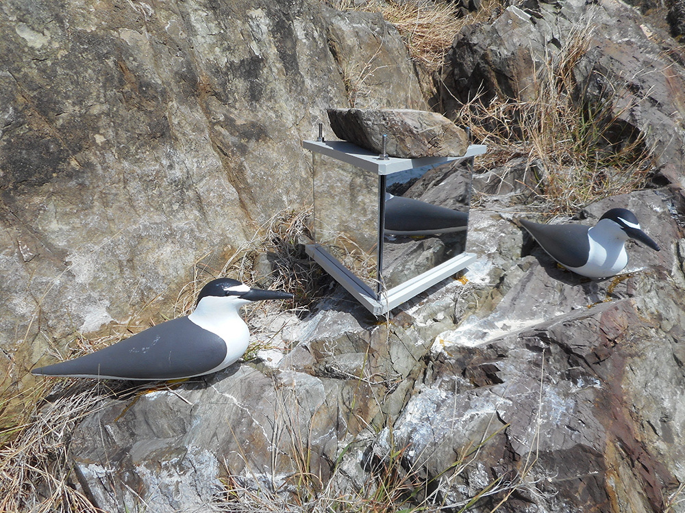 island conservation seabirds social attraction bridled tern decoys desecheo island