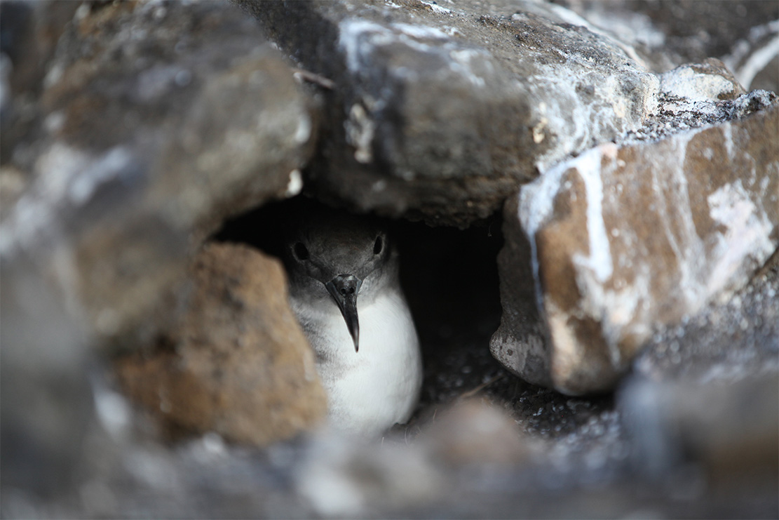 island conservation preventing extinctions seabirds wedge tailed shearwater