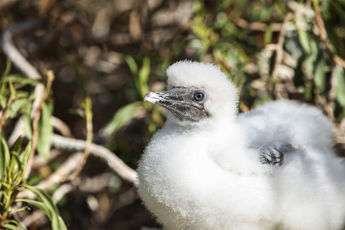 island conservation preventing extinctions lehua island  red-footed booby chick