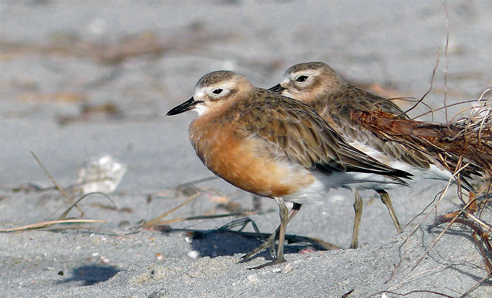 island-conservation-invasive-species-preventing-extinctions-mercury-islands-new-zealand-dotterel-Great-mercury-island