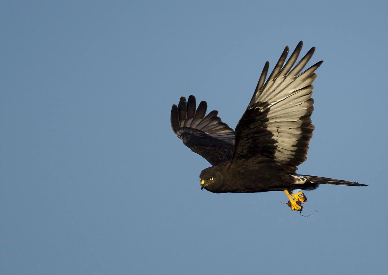 island conservation wes jolley bird spotting black harrier south africa gough island bound credit BirdLife South Africa