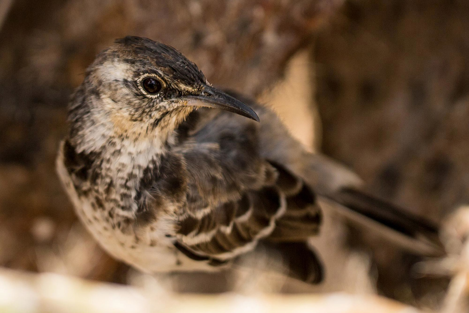 Floreana Mockingbird galapagos island conservation rewildling floreana Paula A Castano