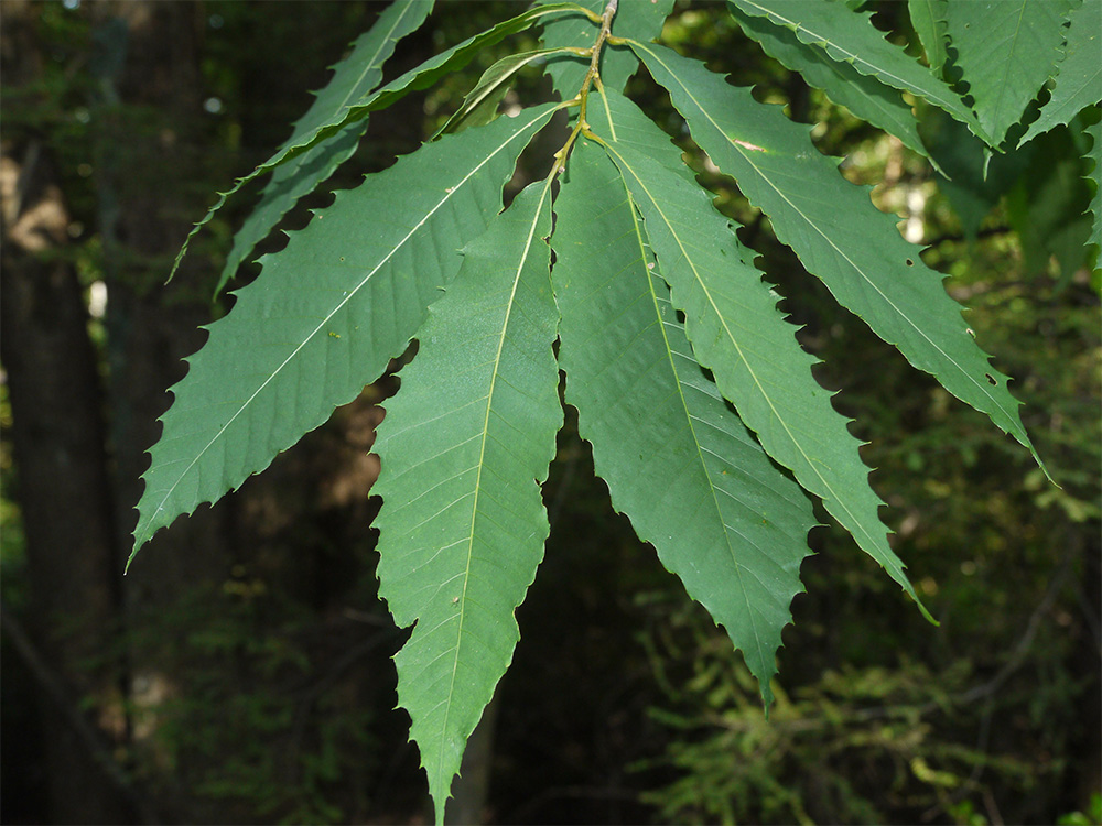 island-conservation-invasive-species-preventing-extinctions-genetic-biocontrol-american-chestnut-tree-conservation