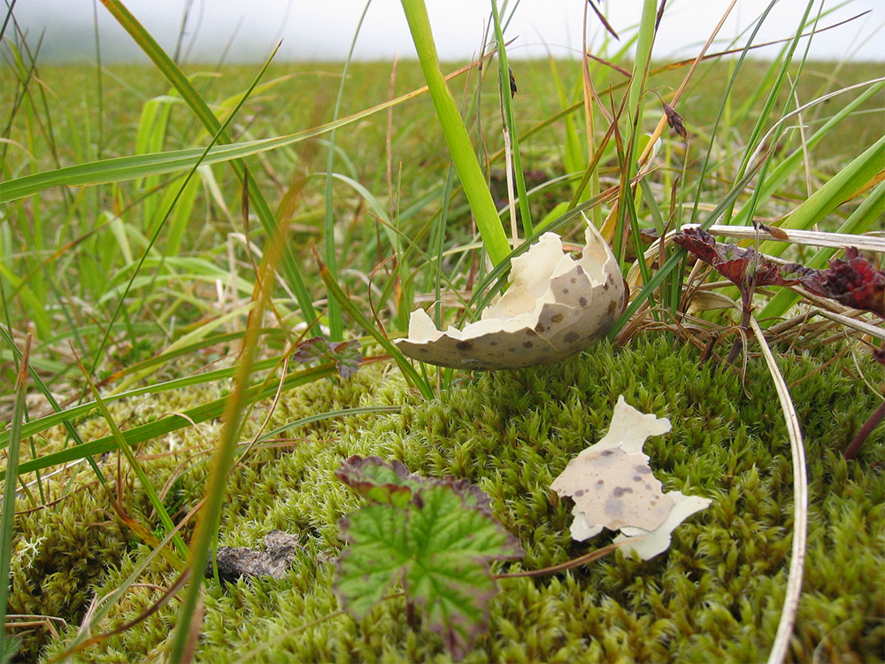 broken bird egg shell devoured invasive rats