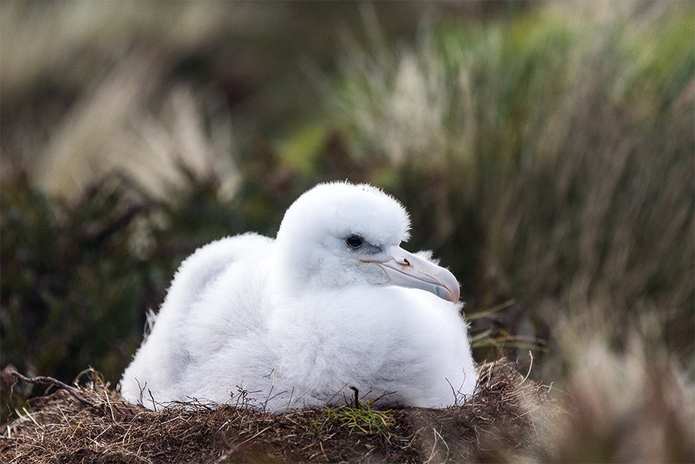 island-conservation-preventing-extinctions-new-zealand-seabirds-antipodes-island-albatross