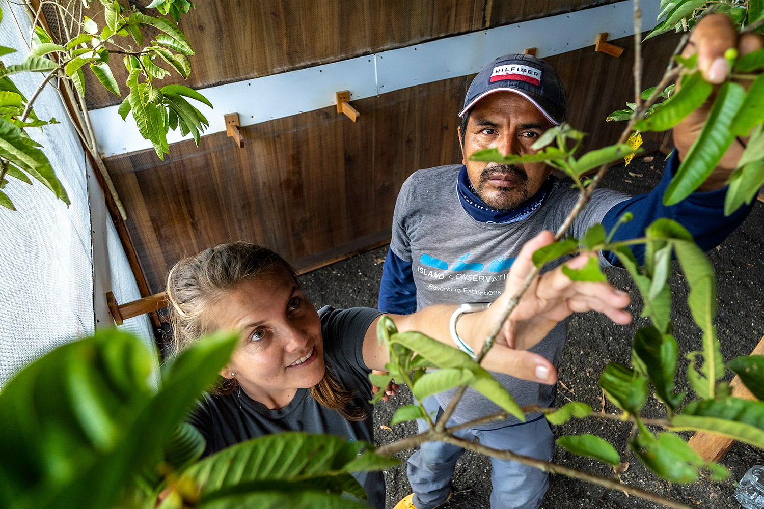 island conservation bird conservation rewildling floreana aviary reintroduce wildlife