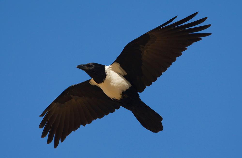 wes jolley bird watching south africa piedcrow credit BirdLife South Africa