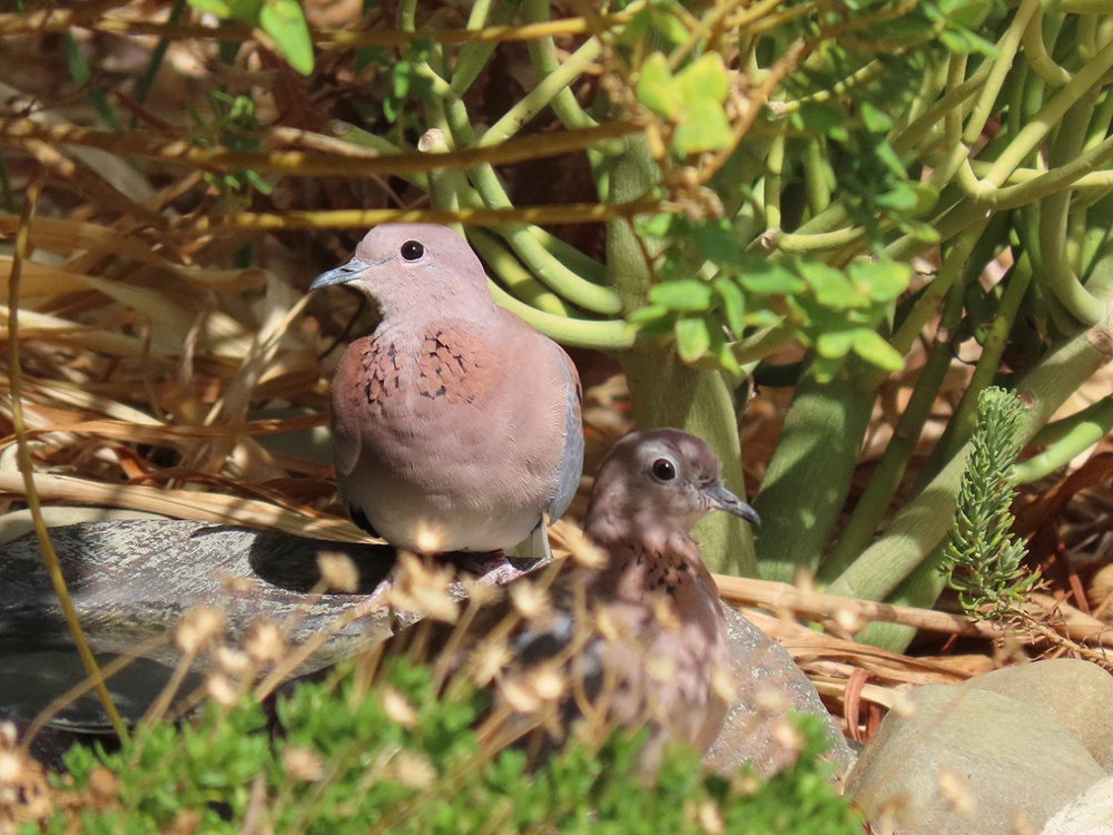 birding south africa laughing dove hiding bushes credit BirdLife South Africa