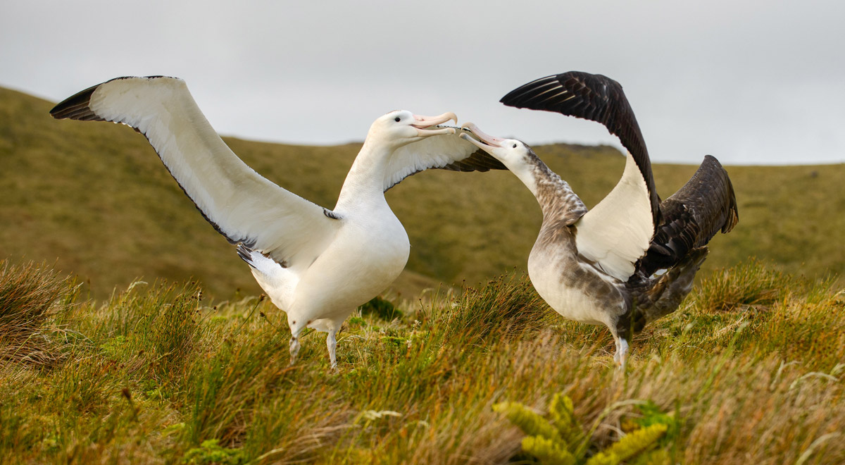 tristan albatross Diomedea dabbenena gough island  