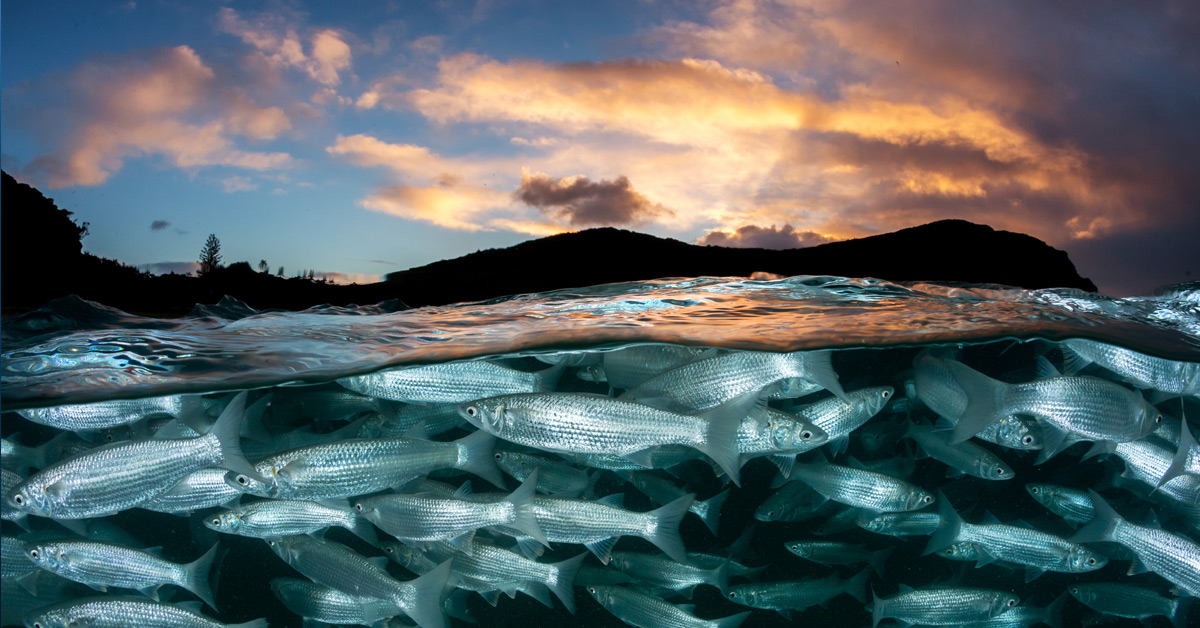 Island Ocean Connection Challenge - Fish, Island- Sunset