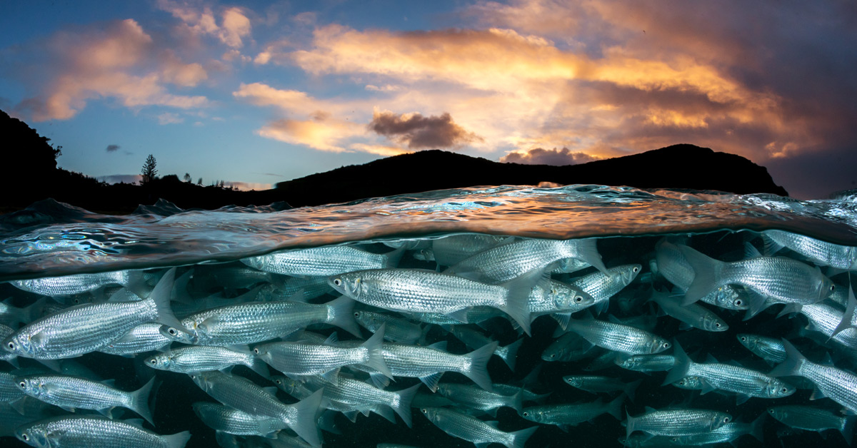 Island Ocean Connection challenge ridge to reef conservation