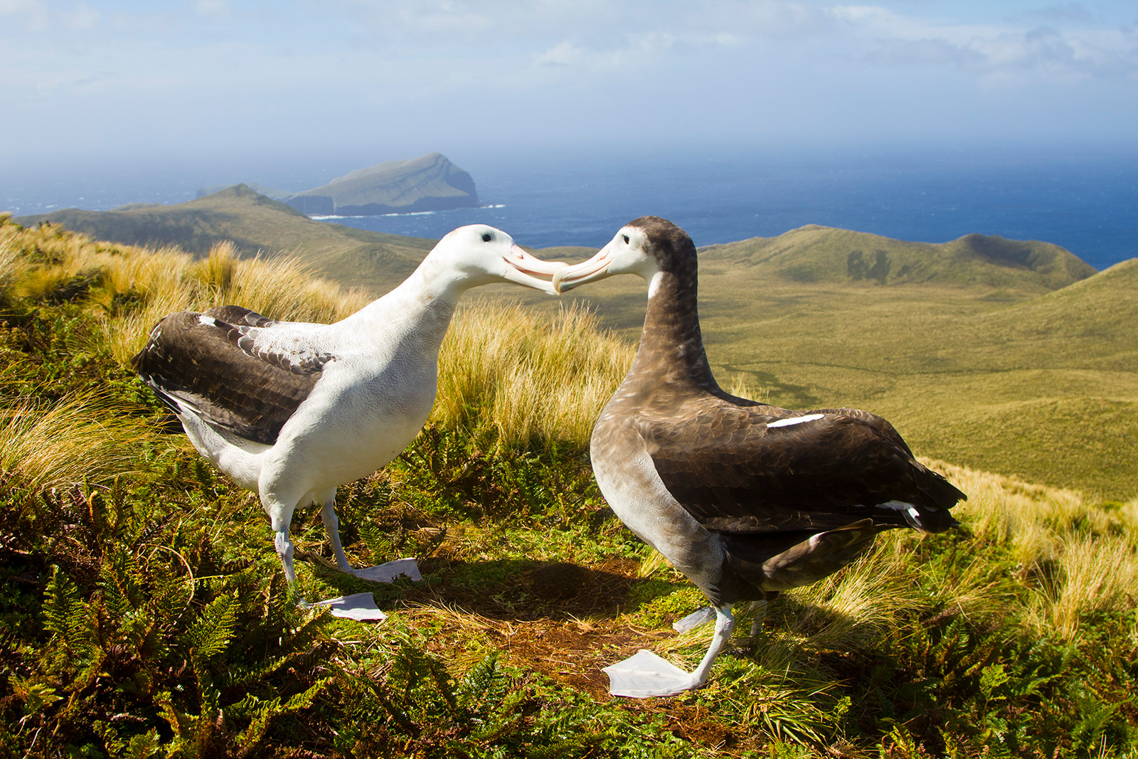 Antipodean Albatross, Antipodes Islands, New Zealand. Photo by James Russell, University of Auckland