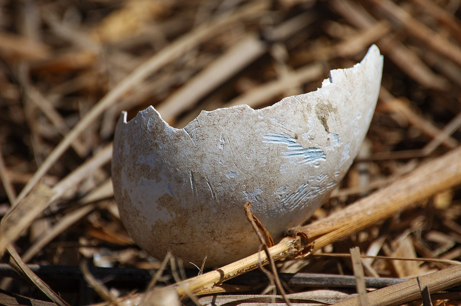 Seabird Eggs predated by rodents at Isabel island Mexico