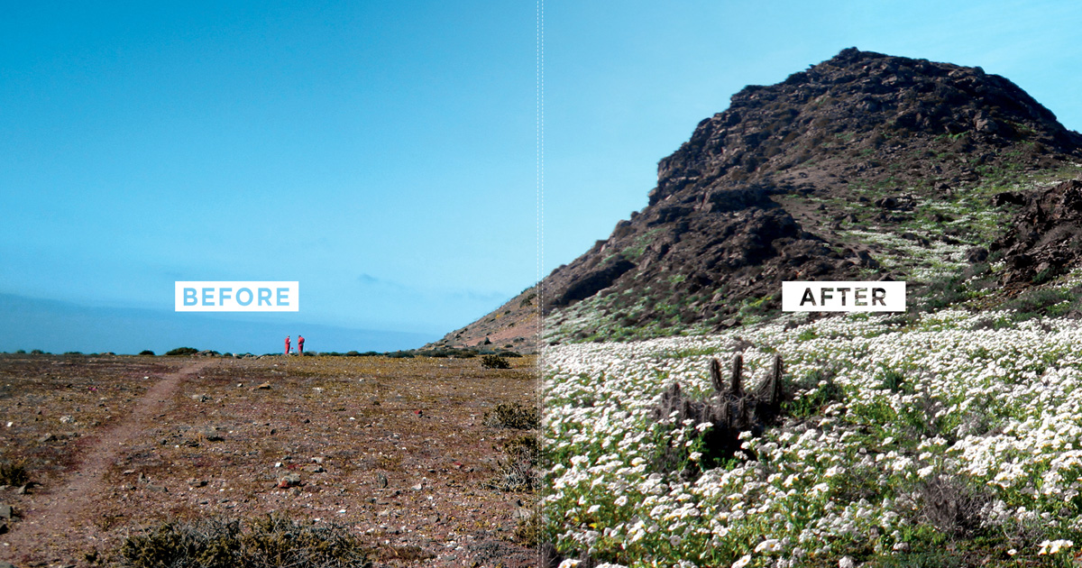 invasive species before and after choros island chile