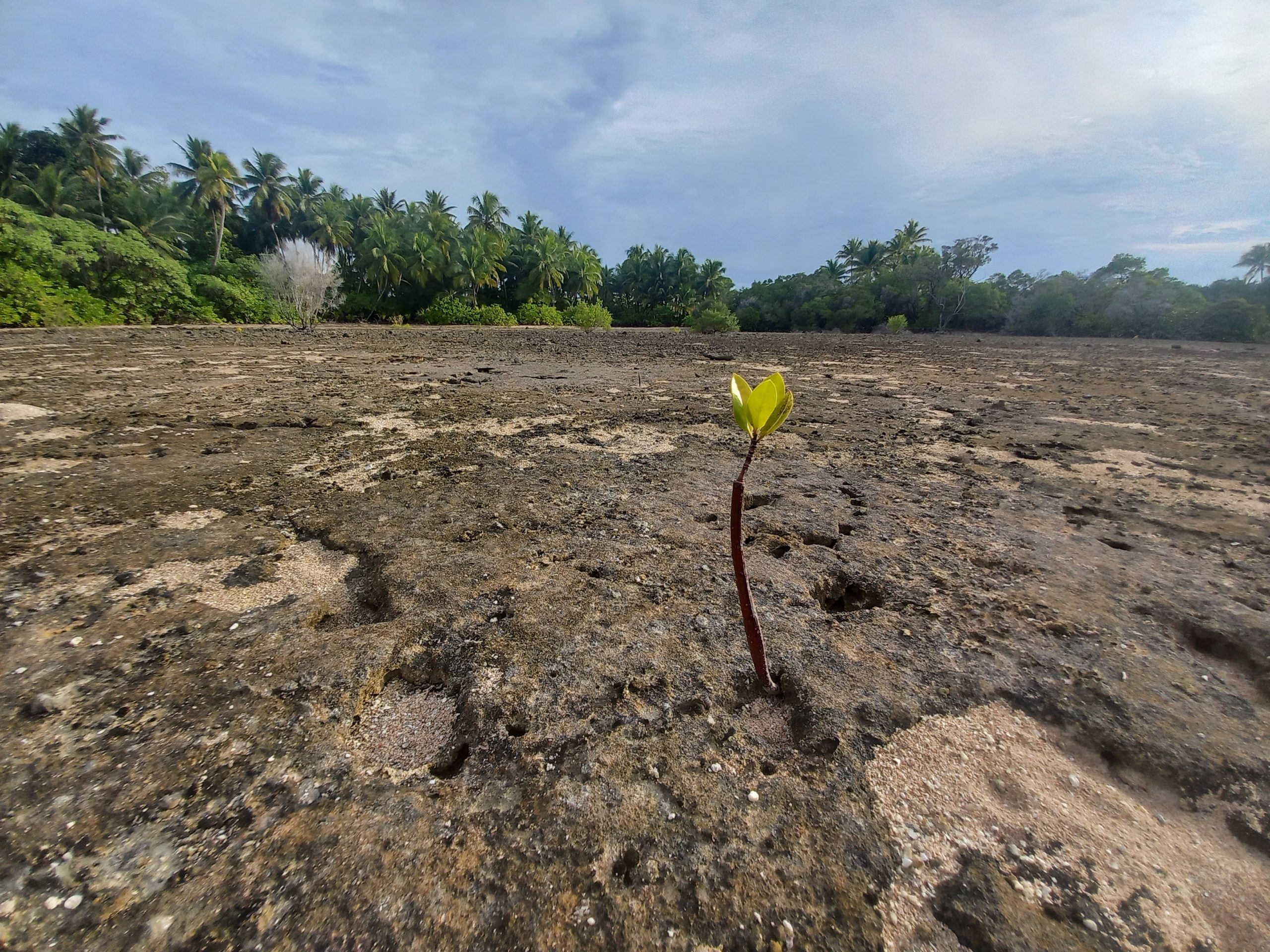 Mangroves_Nadikdik_Marshall_Islands_Island_Conservation