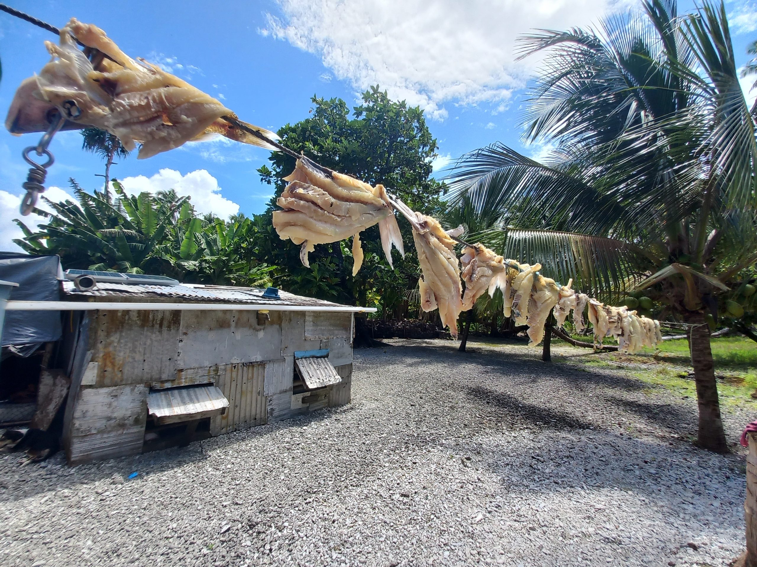 Parrotfish_Nadikdik_Marshall_Islands_Island_Conservation