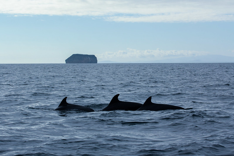 three  dolphins swimming in the foreground with their dorsal fins sticking up