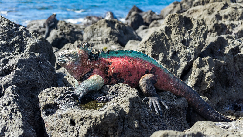 Marine Iguana on Floreana