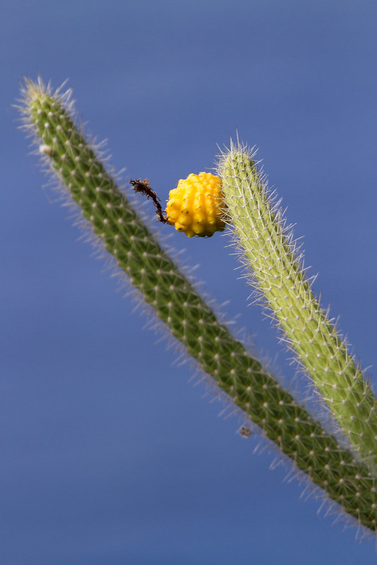 Threatened Higo Chumbo cactus on Desecheo island