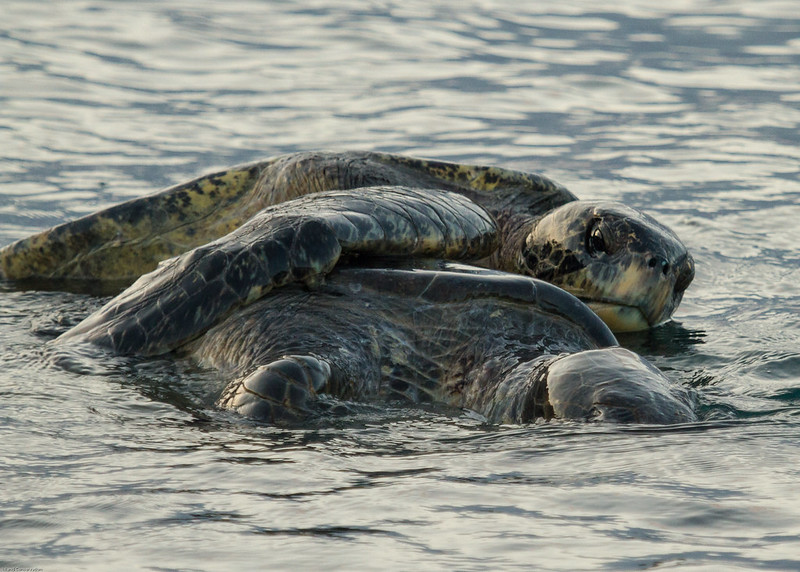 green sea turtles near Floreana Island