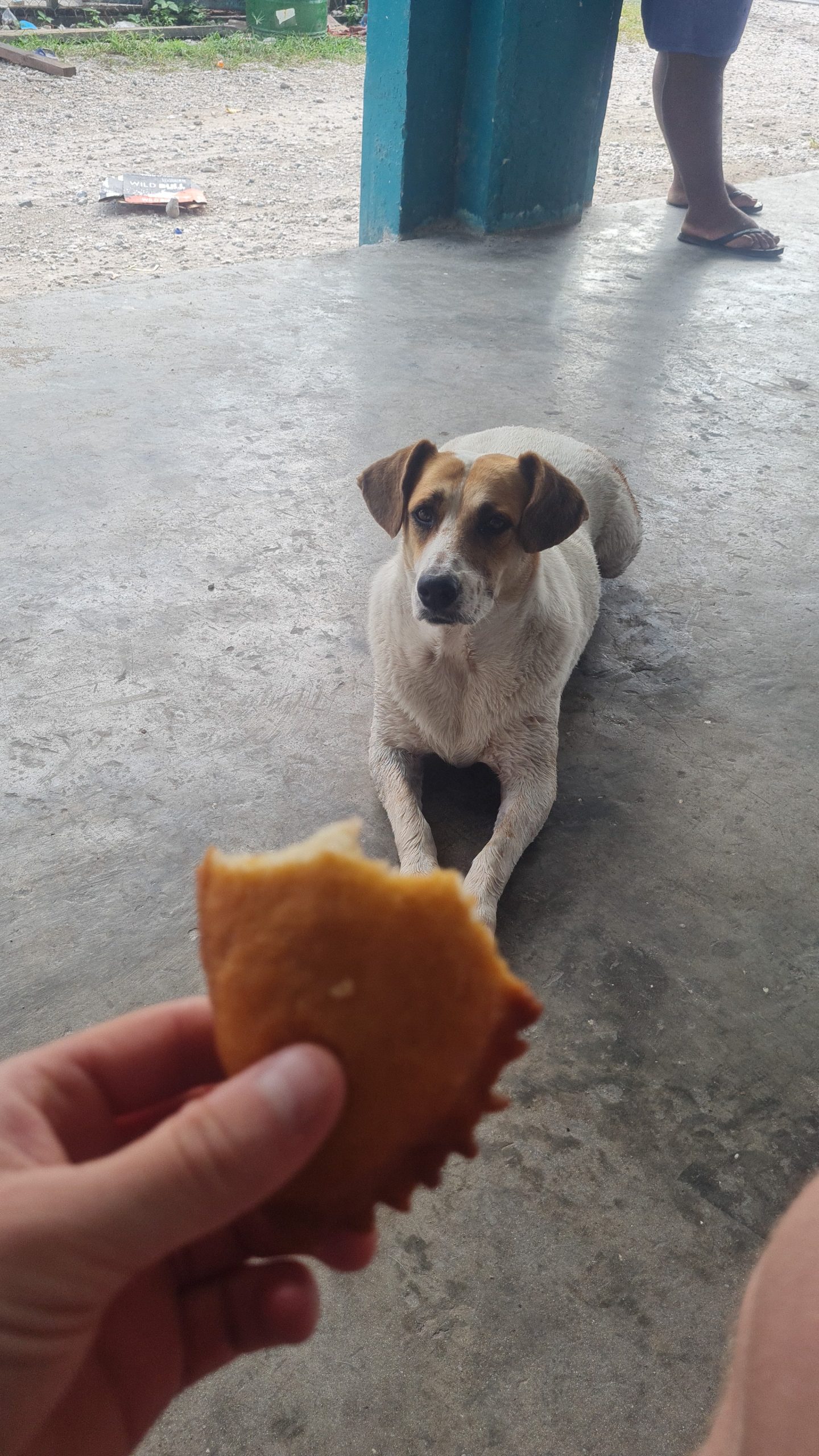 A dog at the bakery awaits a samosa in Tuvalu.