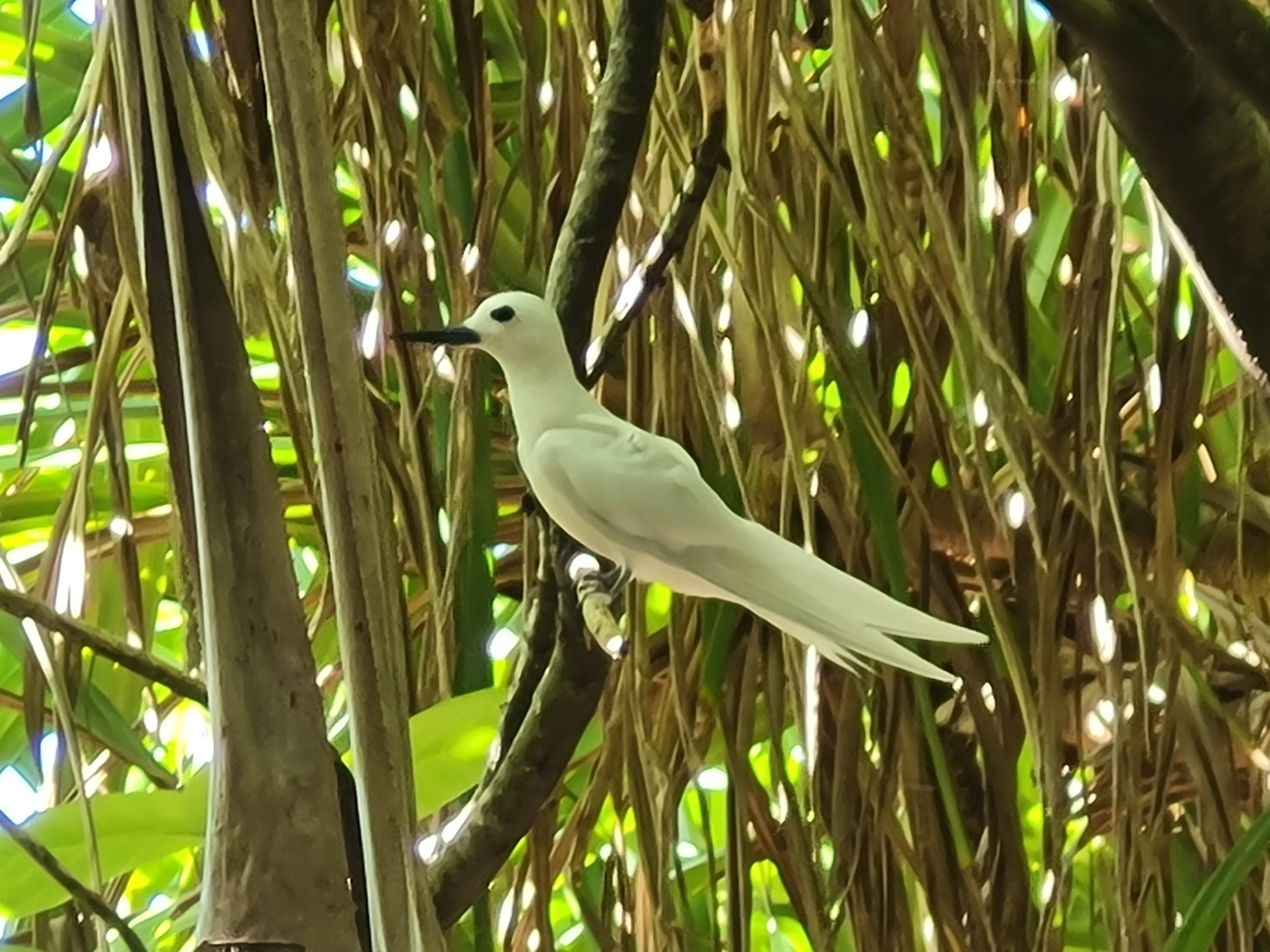 A white tern among the mangroves in Tuvalu.