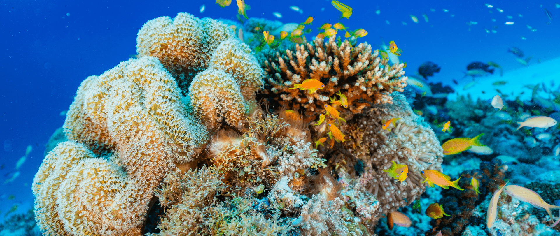 Restoring Seabird Populations and Coral Reef Resilience