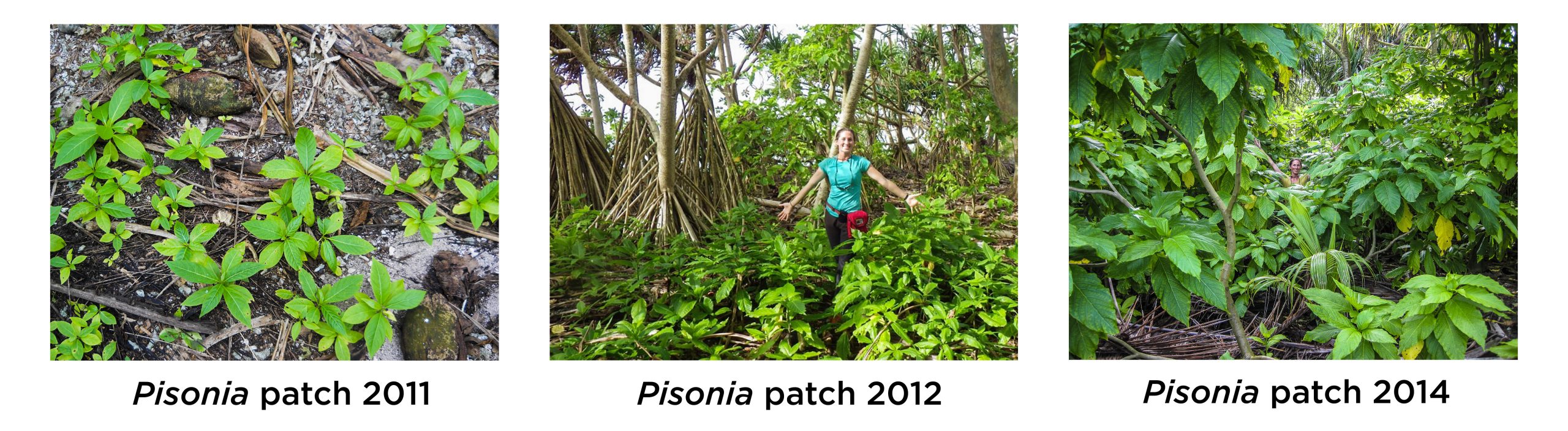 Pisonia growth on Palmyra Atoll after invasive mammal removal